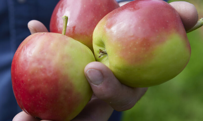 Fruitteeltbedrijf VosFruit (Dinteloord)